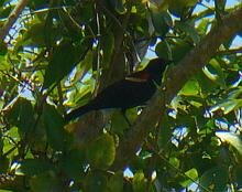 Red-winged Blackbird